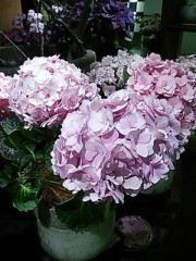 20120524_150111.jpg